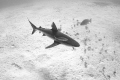   reef shark checks us Bloody Bay marine park Little Cayman. Cayman  